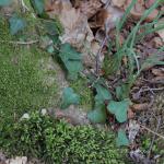 Bois des Moutiers (133) mars 2012