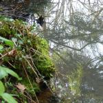 Bois des Moutiers (137) mars 2012