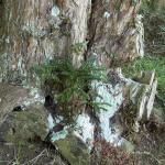 Bois des Moutiers (138) mars 2012