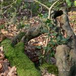 Bois des Moutiers (36) mars 2012