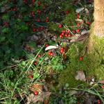 Houx bois des moutiers