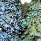 Lichens
