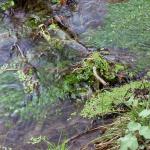 Veules les Roses (4)