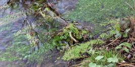 Jardin de mousses et de lichens