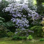 Bois des Moutiers (110) mai 2012