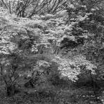 Bois des Moutiers (122) mai 2012