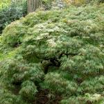 Bois des Moutiers (38) Mai 2012