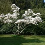 Bois des Moutiers (77) mars 2012