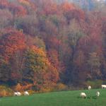 Chant d'automne 2012 (22)