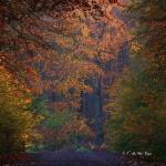 Chant d'automne 2012 (24)