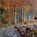 Chant d'automne 2012 (26)