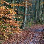 Chant d'automne 2012 (29)