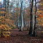 Chant d'automne 2012 (34)