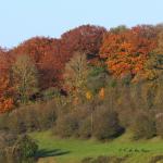 Chant d'automne 2012 (6)