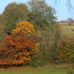 Chant d'automne 2012 (7)