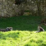 En famille à Jumièges