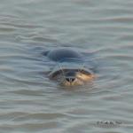 Phoque de la baie de Somme