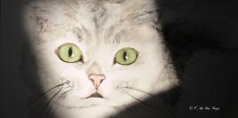 Mes Photos favorites