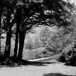 Bois des Moutiers (61b) mars 2012