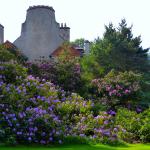 Couleurs des rhododendrons