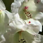 Bois des Moutiers fleuri