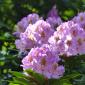 Rhododendrons