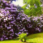 Dans le Bois des Moutiers