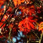 Eté indien au Bois des Moutiers 10