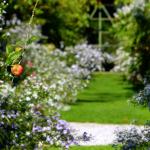 Eté indien au Bois des Moutiers 11