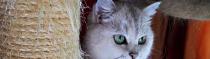 Chats