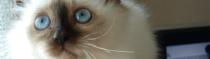 Chats