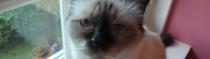 Chats