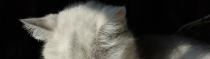 Chats