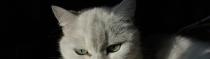 Chats