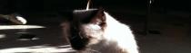 Chats