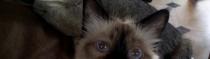Chats