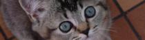Chats