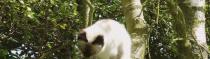 Chats