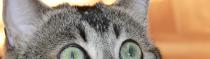 Chats