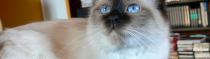 Chats