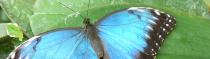 Papillons et Libellules