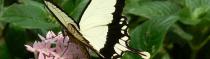 Papillons et Libellules