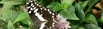 Papillons et Libellules