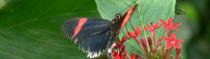 Papillons et Libellules