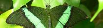 Papillons et Libellules