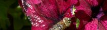 Papillons et Libellules