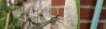 Papillons et Libellules