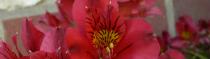 Diverses Photos