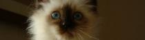 Chats