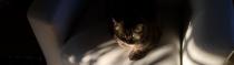 Chats